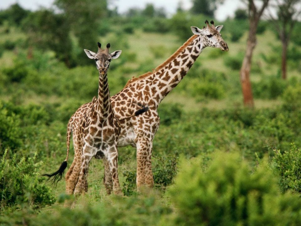Animale